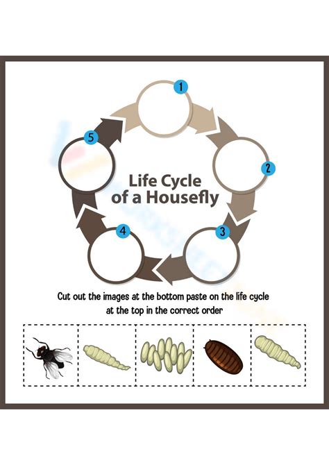 Life Cycle Of A Housefly Worksheet