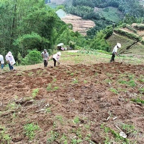 【沙河资讯】芒种时节农事多 田间地头群众忙烤烟柳有谊营盘村