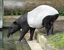 Malayan Tapir Facts for Kids