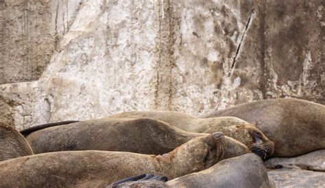 Experience Palomino Islands Swimming With Sea Lions From Lima Klook