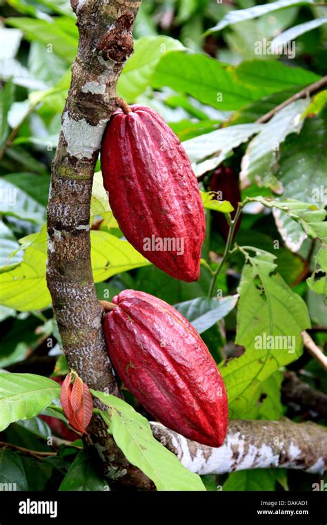 Chocolate Cocoa Tree Theobroma Cacao Ripe Cocoa Fruits On The Tree