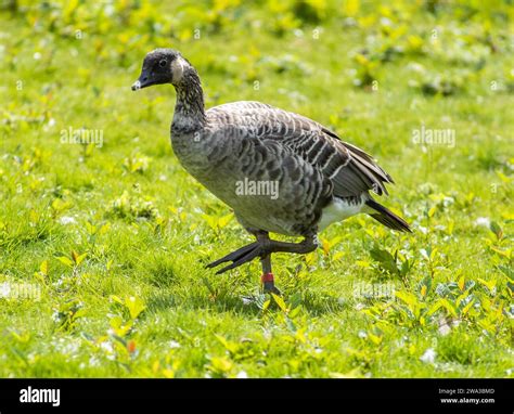 Diverses Esp Ces De Faune Sauvage Au Royaume Uni Y Compris Les