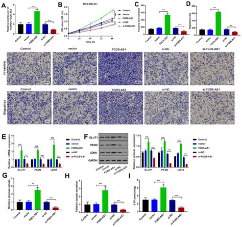 LncRNA FGD5AS1 Promotes Breast Cancer Progression By Regulating The