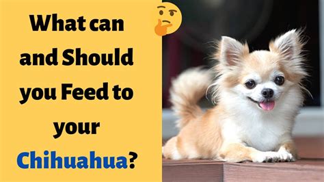 What Can Chihuahuas Eat And What They Can T Eat The Ultimate Guide