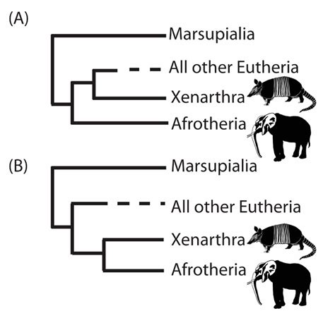 Computation Free Full Text A Guide To Phylogenetic Reconstruction Using Heterogeneous Models