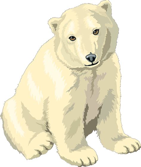 Free Polar Bear Vector Art Download 780 Polar Bear Icons And Graphics