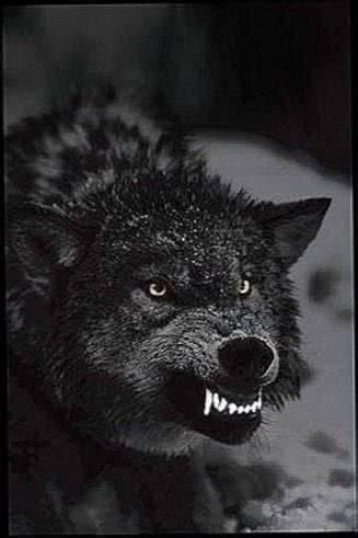 Angry Black Wolf Wallpapers free download