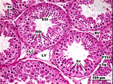 Testis Cross Section Anatomy