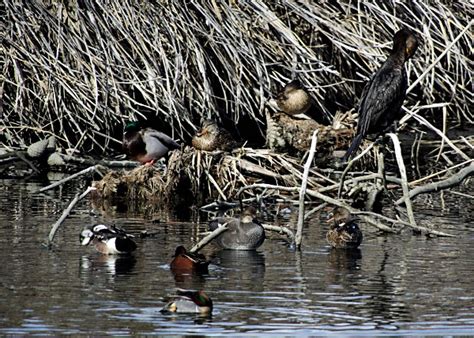 Grebes Cormorants And Terns Oh My San Francisco Bay Wildlife Society