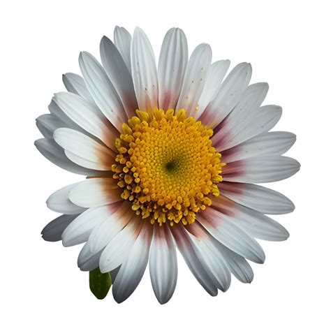 Transvaal Daisy Flower Transparent Background Transvaal Daisy Flower