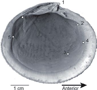 Six Landmark Configuration Used For Geometric Morphometric Analyses