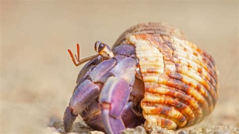 Interesting Hermit Crab Facts There S More To Hermies Than You Think