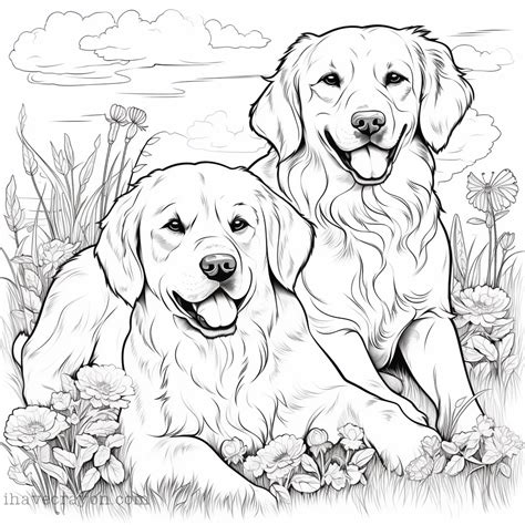 Golden Retriever Coloring Sheet Coloring Pages