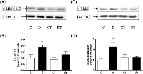 Effect Of Chronic N 6 1 Iminoethyl L Lysine Dihydrochloride