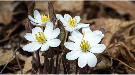 Over 29+ species of flowers perfect for gardens in North Carolina ...