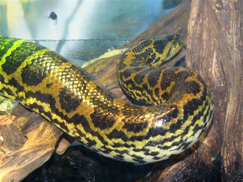 The Online Zoo - Yellow Anaconda