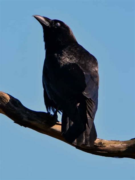 Symbolism Of Black Crow Spiritual Meaning Of Crows