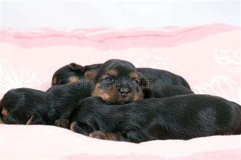 Cute baby puppies sleeping stock image. Image of german - 3734111