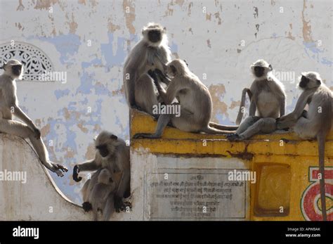 monkeys in India Stock Photo - Alamy