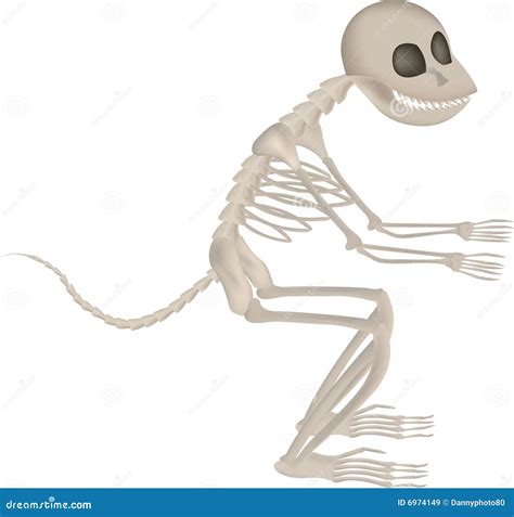 Monkey skeleton stock illustration. Illustration of animal - 6974149