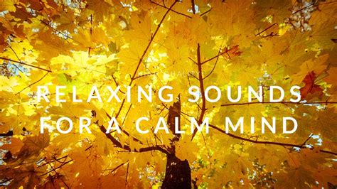 Relaxing And Ambient Sounds For A Calm Mind Deep Sleep Meditation