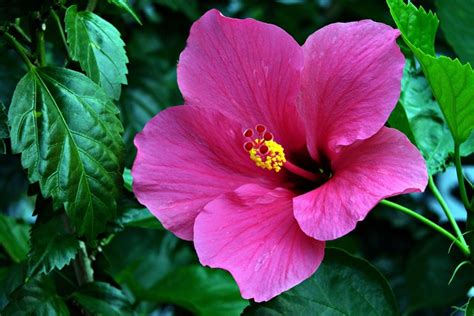 Pink Hibiscus Flower Free Photo On Pixabay Pixabay