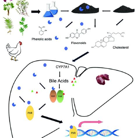 A Working Model Of Chc Promotes Bile Acid Metabolism And Xenobiotic