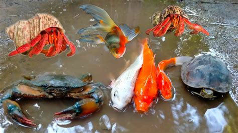 Tangkap Ikan Kepiting Raksasa Ikan Hias Ikan Koi Slayer Lobster