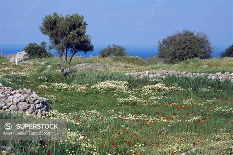 Greek Islands Crete Aptera Spring Flowers SuperStock