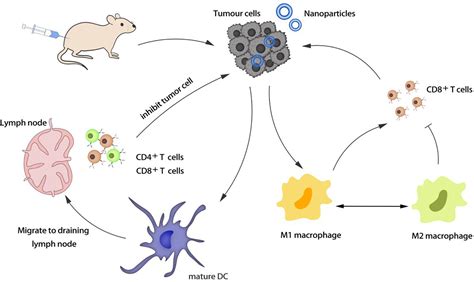 Frontiers Nano Drug Delivery System For Tumor Immunotherapy Next