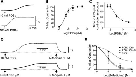 Phorbol Dibutyrate Pdbu Induced Contractions In E Vessels Are Blocked