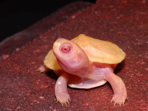 Lubino Red Eared Sliders For Sale Albino Turtles Turtle Morphs