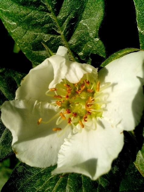 Free picture: medlar, tree, flower