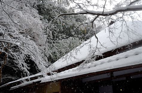 京都花日記 雪景色 京都祇王寺