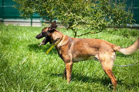 APAGI Djodjo CHIEN x Berger Belge Malinois à la robe Fauve charbonné