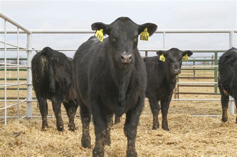 Certified Angus Beef’s New Direct To Consumer Program Ag Proud