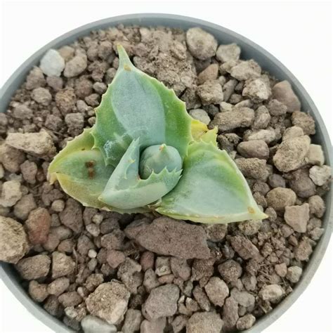 Agave Potatorum Var Verschaffeltii Cv Shoji Raijin Mediopicta Alba 6