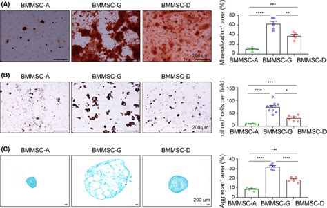 Differentiation Potency Of Mbm‐mscs A Representative Alizarin Red S Download Scientific