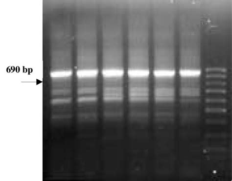 Rapd Banding Patterns Of Different Lines And Cultivars Helianthus