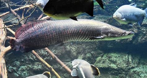 Giant Amazon River Fish