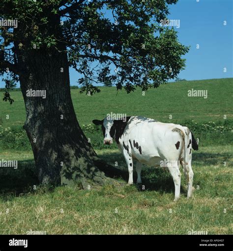 Cow Under Tree High Resolution Stock Photography And Images Alamy