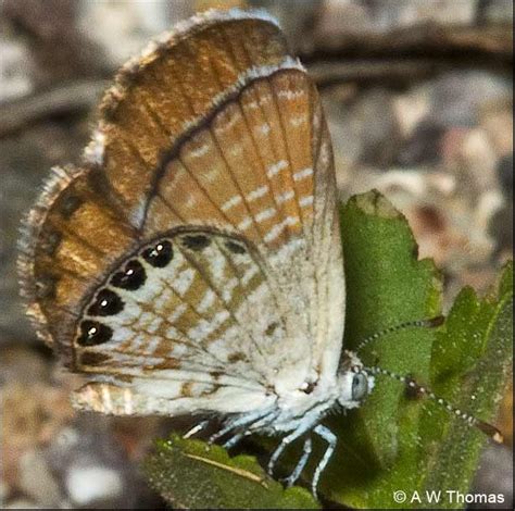 Western Pygmy-Blue Brephidium exilis (Boisduval, 1852) | Butterflies and Moths of North America