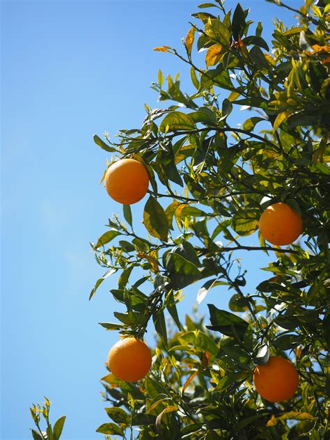 Fruit Trees - Home Gardening Apple, Cherry, Pear, Plum: Fruit Ripe ...