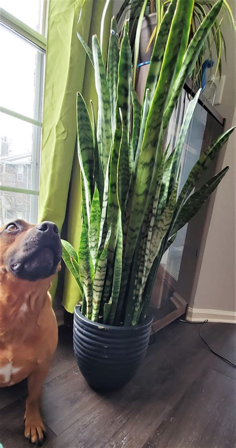 I Heard You Guys Like Tall Sansevieria Heres Mine That Ive Had Since