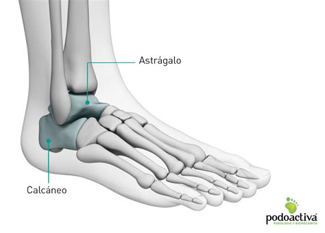 Partes Y Huesos Del Pie Humano Anatomia Y Funciones Images