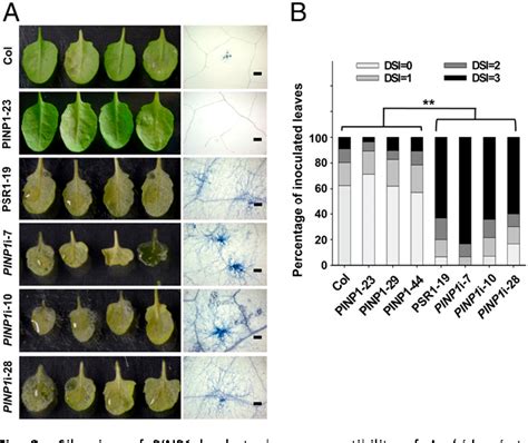 [pdf] Phytophthora Effector Targets A Novel Component Of Small Rna Pathway In Plants To Promote