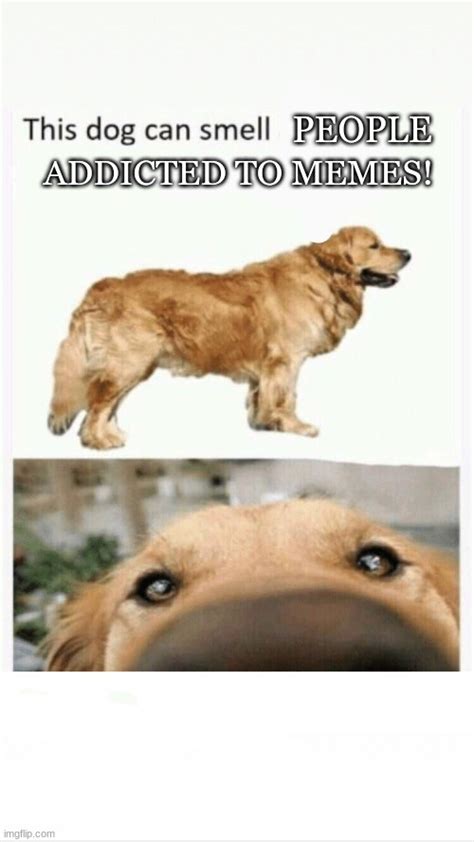 this dog can smell Memes - Imgflip