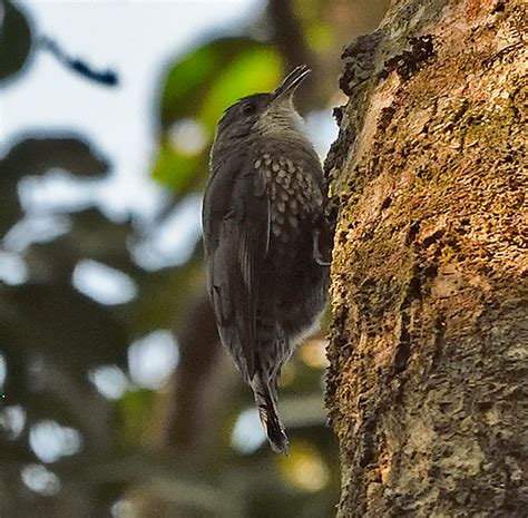 Birdfinders Birdwatching Holidays Australia North