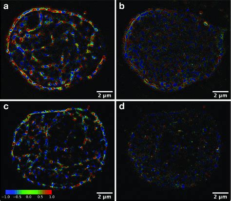 Spatial Visualization Of Colocalization Values In Nuclei The