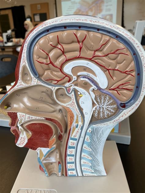 Sagittal Section Diagram Quizlet